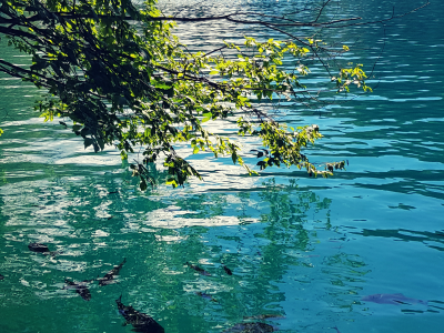 edited-photo-pictonize-2